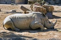 White Rhino sleeping Royalty Free Stock Photo