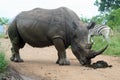 White rhino sniffing border post