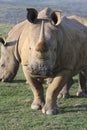 White Rhino South Africa Royalty Free Stock Photo