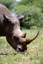 White Rhino (South Africa) Royalty Free Stock Photo