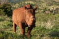 White rhino Royalty Free Stock Photo