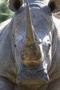 White Rhino, South Africa