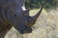 White Rhino, South Africa Royalty Free Stock Photo