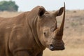 White Rhino South Africa Royalty Free Stock Photo