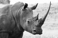 White Rhino South Africa Royalty Free Stock Photo