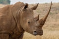 White Rhino South Africa Royalty Free Stock Photo