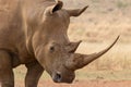 White Rhino South Africa Royalty Free Stock Photo