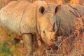 White Rhino South Africa Royalty Free Stock Photo