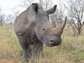 White Rhino South Africa Royalty Free Stock Photo