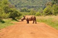 A White Rhino in Southafrica