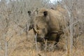 White rhino or square-lipped rhino in Hlane Royal National Park, Swaziland Royalty Free Stock Photo