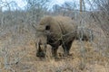White rhino or square-lipped rhino in Hlane Royal National Park, Swaziland Royalty Free Stock Photo