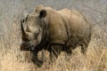 White rhino or square-lipped rhino in Hlane Royal National Park, Swaziland Royalty Free Stock Photo