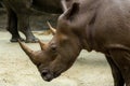 White rhino or square-lipped rhinoceros, Ceratotherium simum. Big male Royalty Free Stock Photo