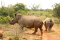White Rhino in Swaziland Eswatini Royalty Free Stock Photo