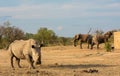 A white rhino with two African elephants