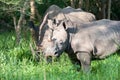 White Rhino, Uganda Royalty Free Stock Photo