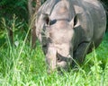 White Rhino, Uganda Royalty Free Stock Photo