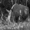 White Rhino, Uganda Royalty Free Stock Photo