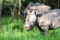 White Rhino, Uganda Royalty Free Stock Photo