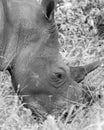 White Rhino, Uganda Royalty Free Stock Photo