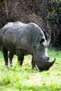 White Rhino, Uganda Royalty Free Stock Photo