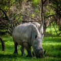 White Rhino, Uganda Royalty Free Stock Photo