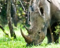 White Rhino, Uganda Royalty Free Stock Photo