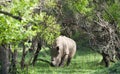 White Rhino, Uganda Royalty Free Stock Photo