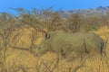White Rhino in Umfolozi Royalty Free Stock Photo