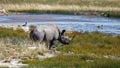 White rhino at water hole, Etosha National Park, Namibia, Africa Royalty Free Stock Photo