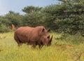 White rhino, Waterberg Plateau National Park, Namibia Royalty Free Stock Photo