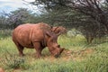 White rhino, Waterberg Plateau National Park, Namibia Royalty Free Stock Photo