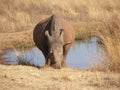 White rhino by waterhole