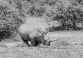 White Rhino At Watering Hole Royalty Free Stock Photo