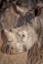 White rhino Royalty Free Stock Photo