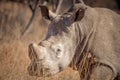 White rhino Royalty Free Stock Photo