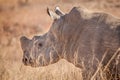 White rhino Royalty Free Stock Photo