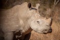 White rhino Royalty Free Stock Photo