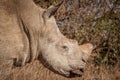 White rhino Royalty Free Stock Photo