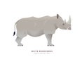 White rhino wild animal on isolated background Royalty Free Stock Photo