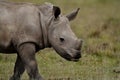 White rhino young, Kenya