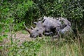 White rhino, Ziwa, Uganda Royalty Free Stock Photo