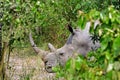 White rhino, Ziwa, Uganda Royalty Free Stock Photo