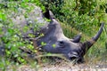 White rhino, Ziwa, Uganda Royalty Free Stock Photo