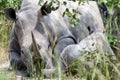 White rhino, Ziwa, Uganda Royalty Free Stock Photo