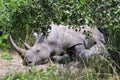 White rhino, Ziwa, Uganda Royalty Free Stock Photo