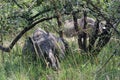 White rhino, Ziwa, Uganda Royalty Free Stock Photo