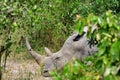 White rhino, Ziwa, Uganda Royalty Free Stock Photo