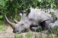 White rhino, Ziwa, Uganda Royalty Free Stock Photo